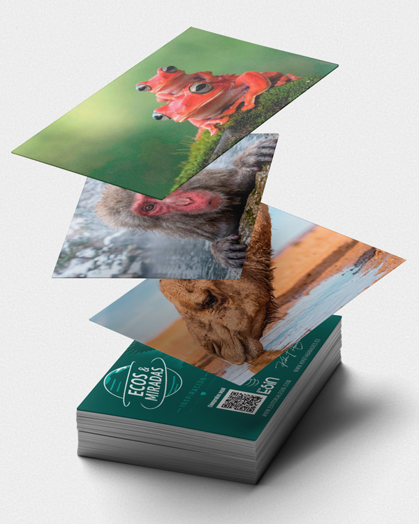 cartas de animales para coaching reflexión y inspiración